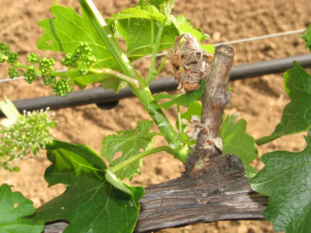 Cluster arising on shoot from latent basal bud after 2 count buds were frost killed.