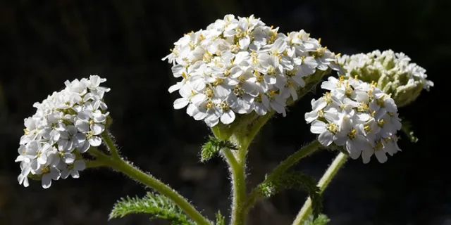 Common Yarrow (Achillea millefolium)