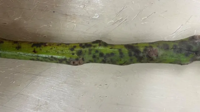 avocado sooty mold with