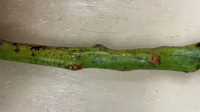 avocado sooty mold without