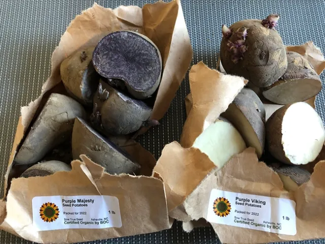2022 seed potatoes