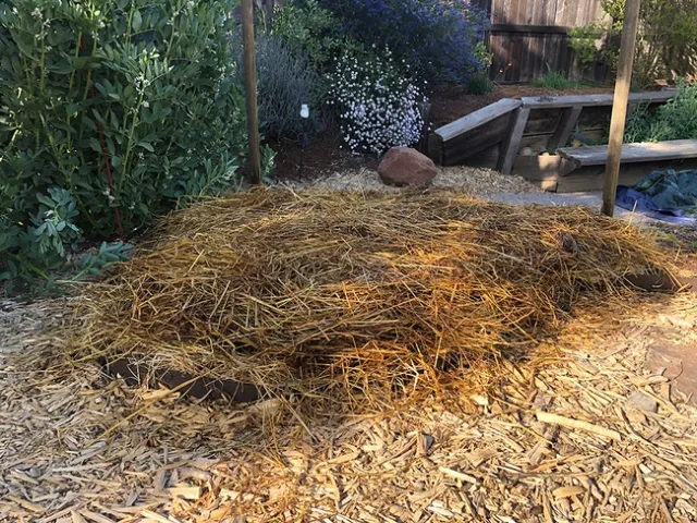 Potatoes under mulch