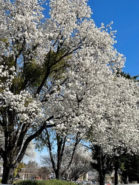 Mistletoe tethered to a tall tree. photo credit Launa Herrmann