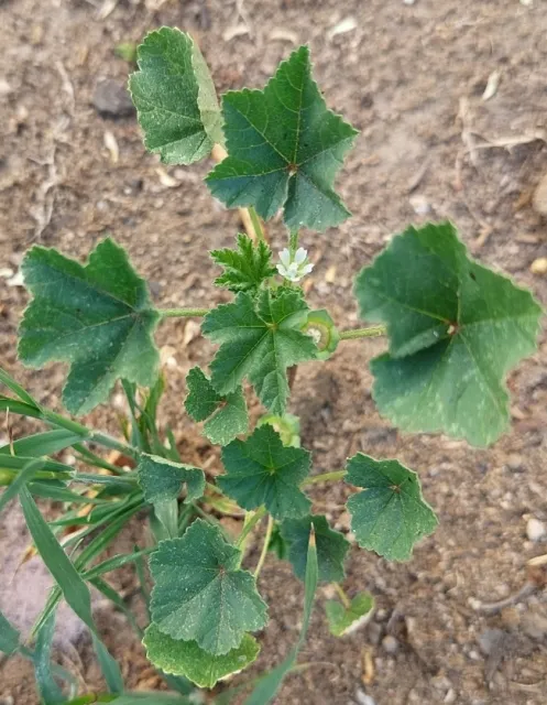 malva parviflora