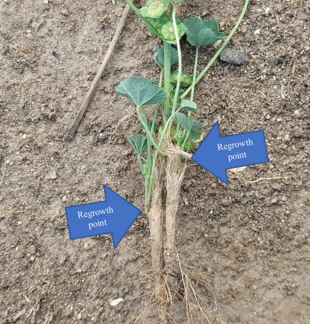 mallow showing regrowth