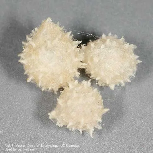 A. Eggs of the brown widow spider