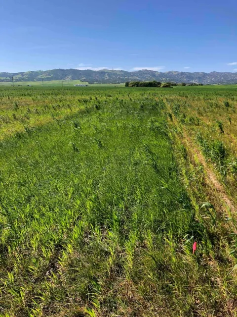 Italian Ryegrass Herbicide Trial (control)