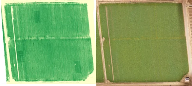 N rich reference zones