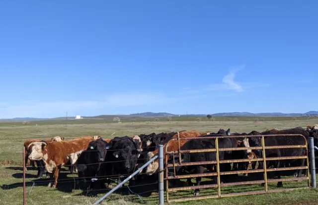 Herd of black and brown cows stands beside pasture gate.
