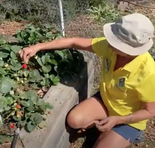 A woman holds up a red strawberry still attached to the plant in a raised bed garden.