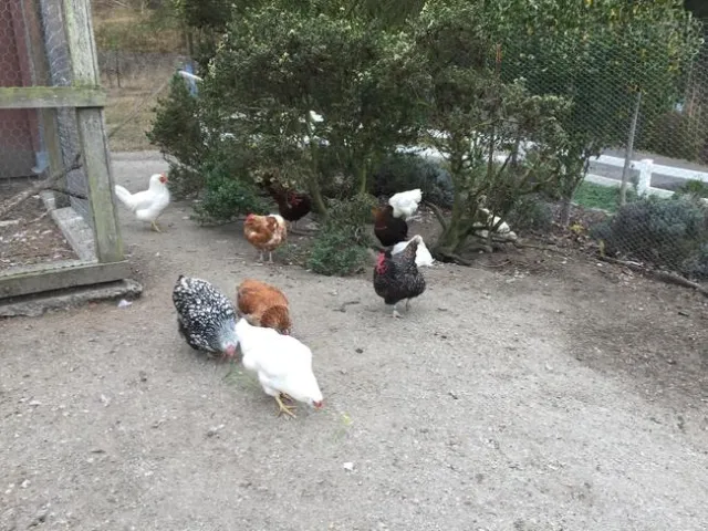 Chickens peck at the soil in an outdoor pen.