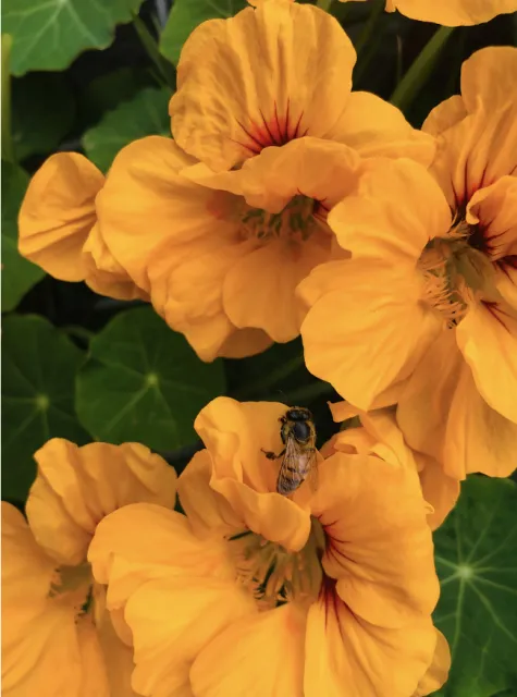 YellowNasturtium.Young
