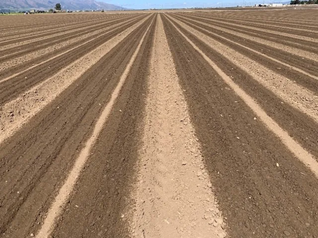 Photo 1. Lettuce planted in 5 rows on 80-inch-wide beds germinated using shallowly buried drip tape.