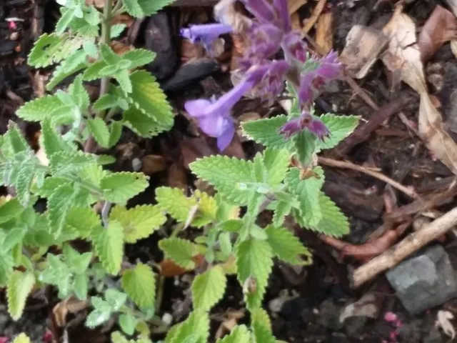 Photo by Polly Nelson