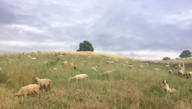 Bodie, our oldest and most reliable LGD.