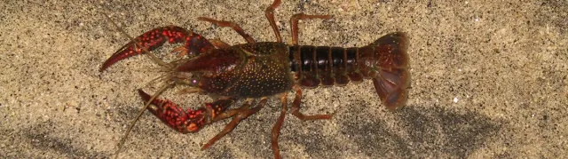 Invasive crayfish2