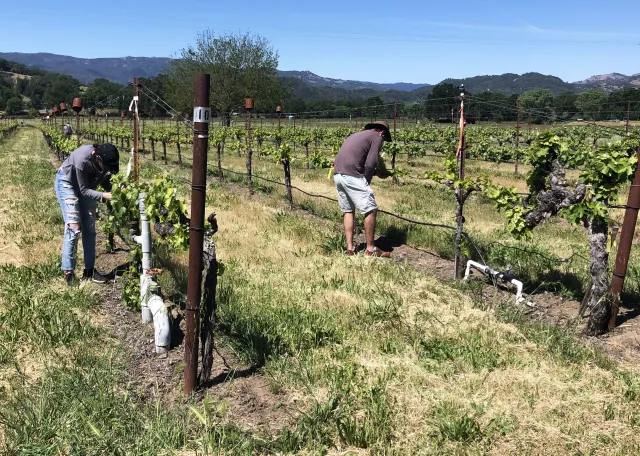 Grapes_field (1) copy