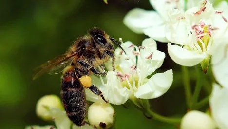 bee on flower