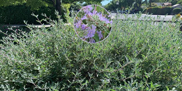 Bee’s bliss sage (Salvia x ‘Bee’s bliss’)