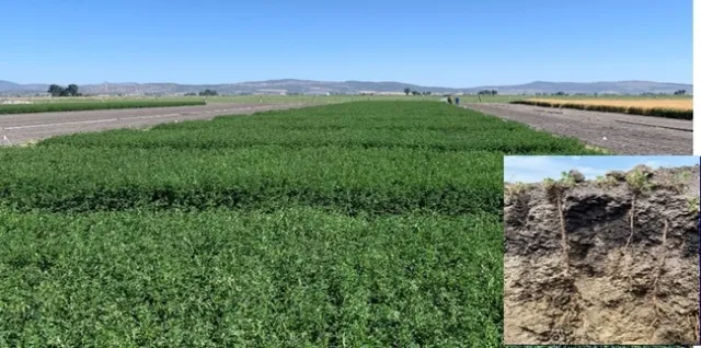 AlfalfaGrownWithResidualMoisture