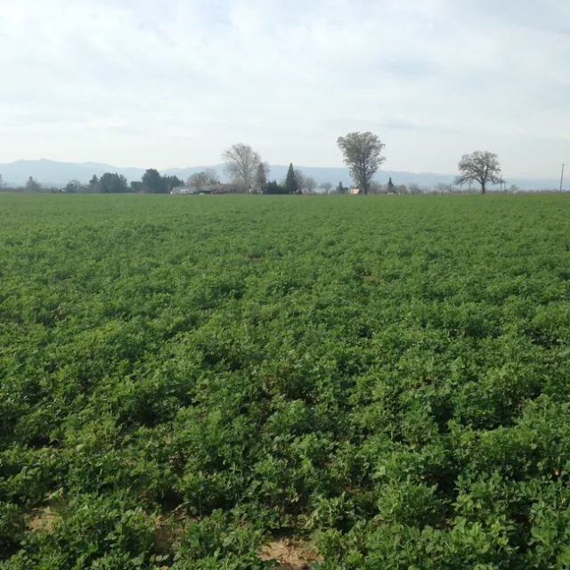 AlfalfaFieldRecoveredfromDrought-SacramentoValley