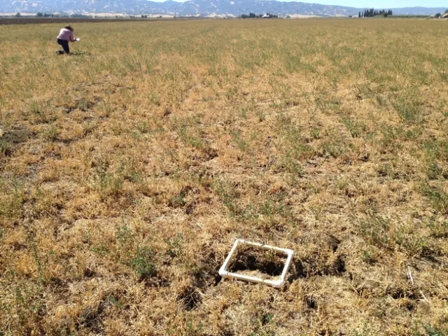 AlfalfaDroughtAffectedYoloCountyCA