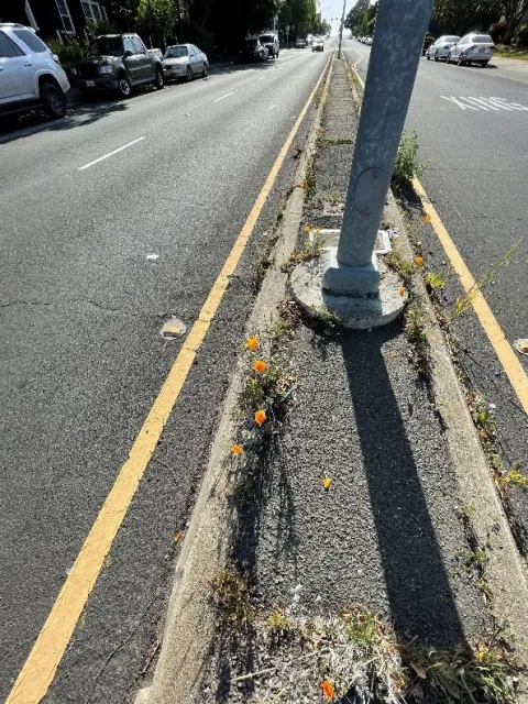 poppies growing in the cracks of a median strip in Vallejo, CA