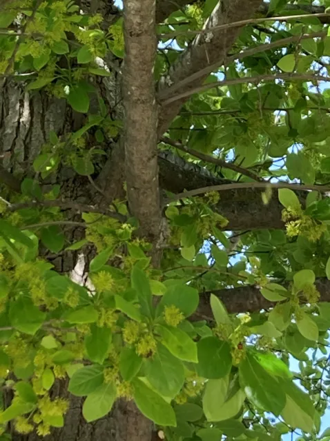 green leaved tree showing yellow male flowers