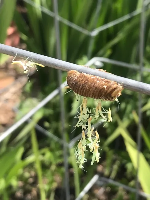 Praying Mantis Curtain. photos by Karen Metz