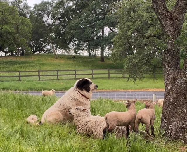 Bodie with a ewe and her lambs.