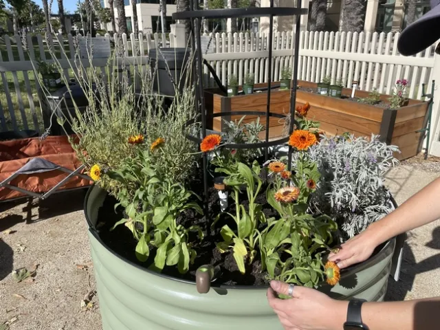 Plants in a container at the center of the garden