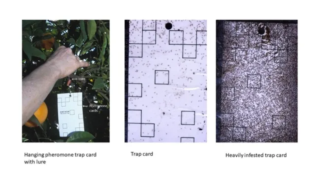 California red scale Pheromone cards