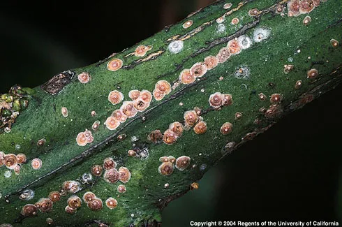 California red scale