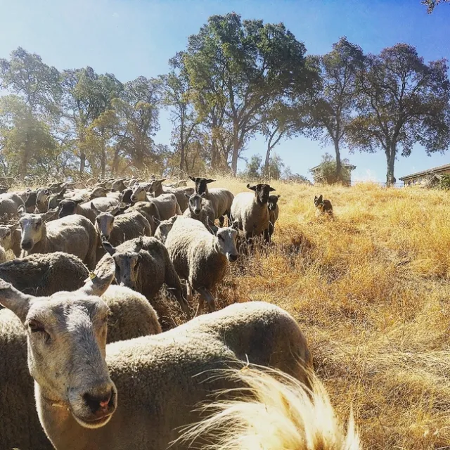 dry forage and sheep