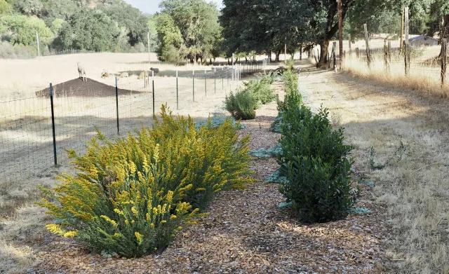 Garden looking northwest