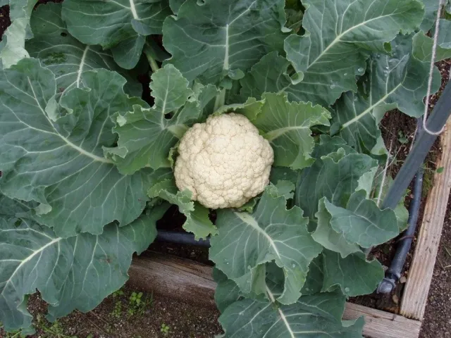Cauliflower