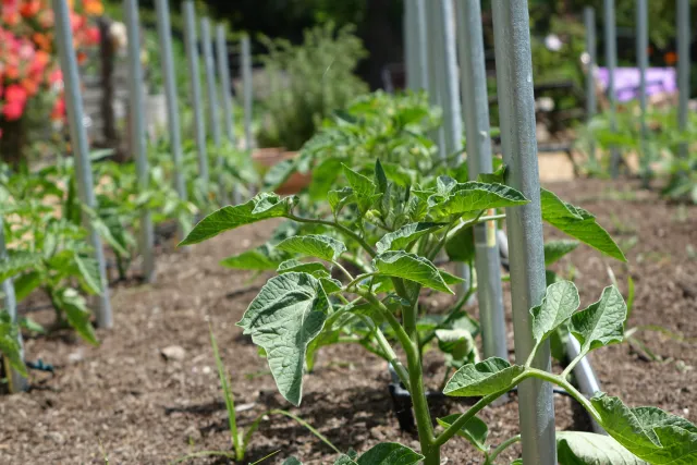 Young tomato plant in a garden