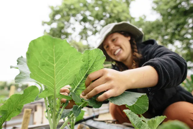 Person looking at green vegetable leaves in a raised garden bed.