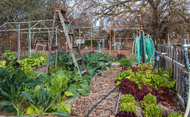 Raised garden beds at the Fair Oaks Horticulture Center. Photo credit: Audrey Brandt