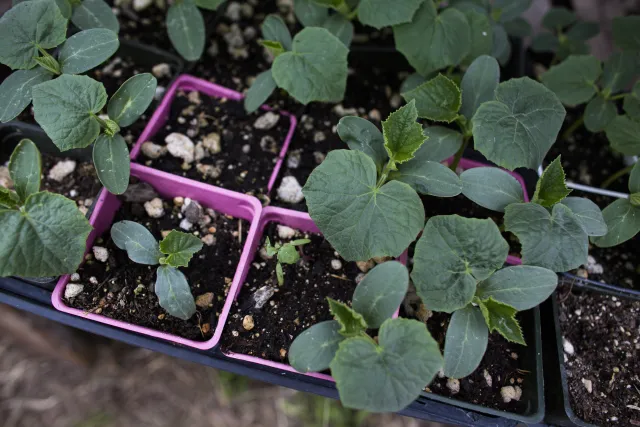 Young plants in pots