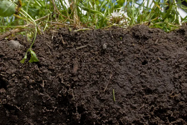 Healthy soil is an important part of a productive vegetable garden. Source: USDA