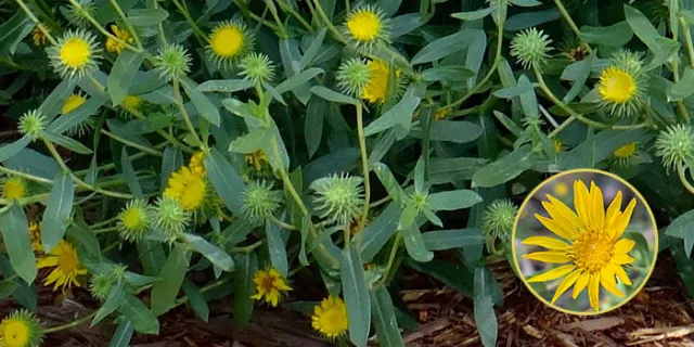 Grindelia camporum (Great Valley gumplant, Great Valley gumweed)