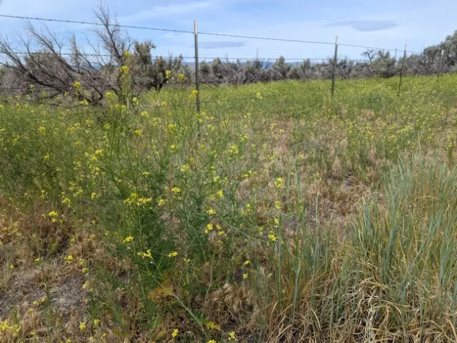 Tumbel mustard invading sagebrush understory