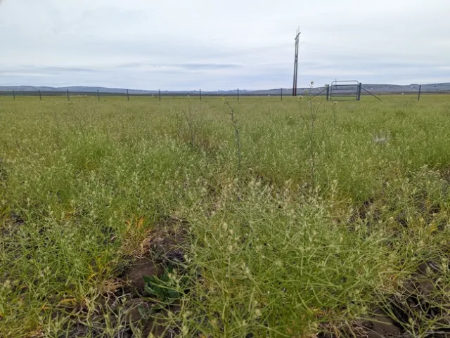 Spreading wall flower