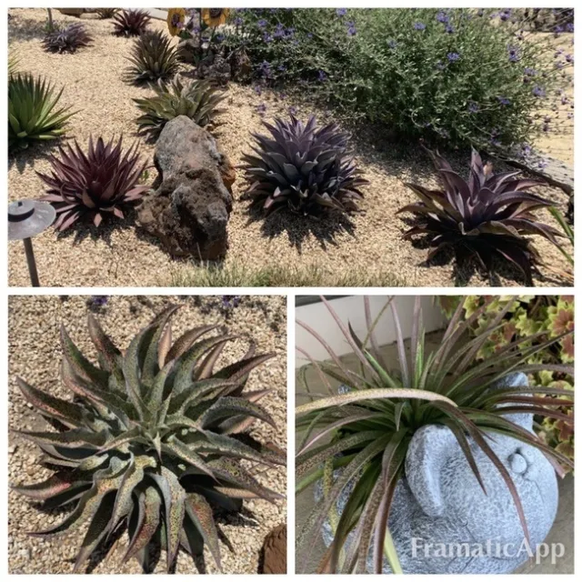 Mangaves. photo credit Jeanine McAnaney