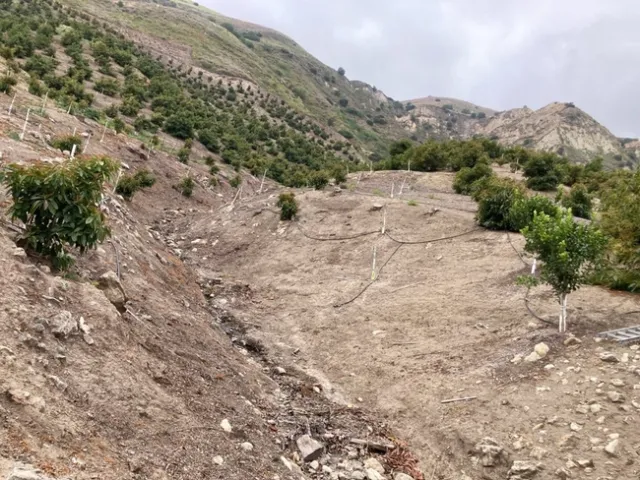 avocado rocky hillside