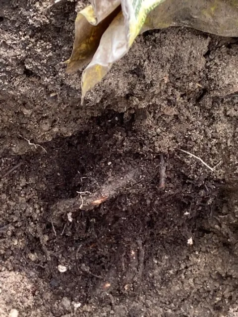 avocado stem buried dead root