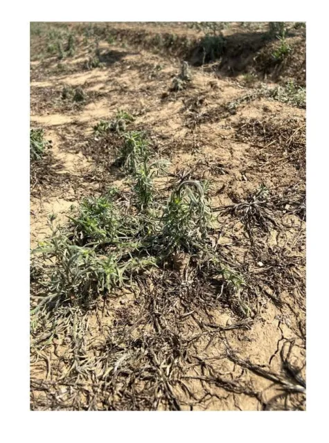 Figure 5. Injured hairy fleabane 7 DAT.