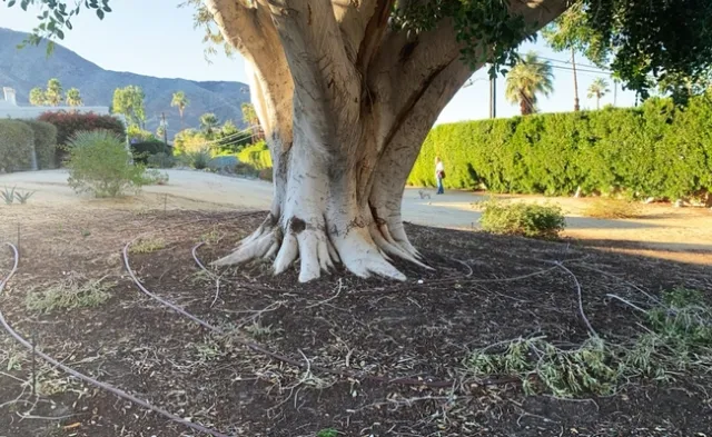 Trees can be watered by drip irrigation systems or soaker hoses as well as hand-held devices. Photo by Janet Hartin.