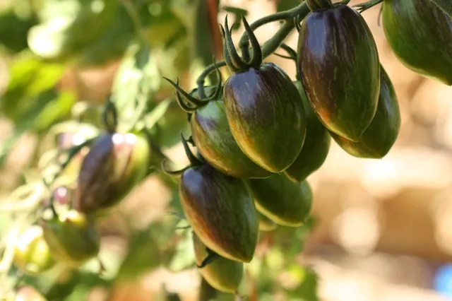 ripening tomatoes